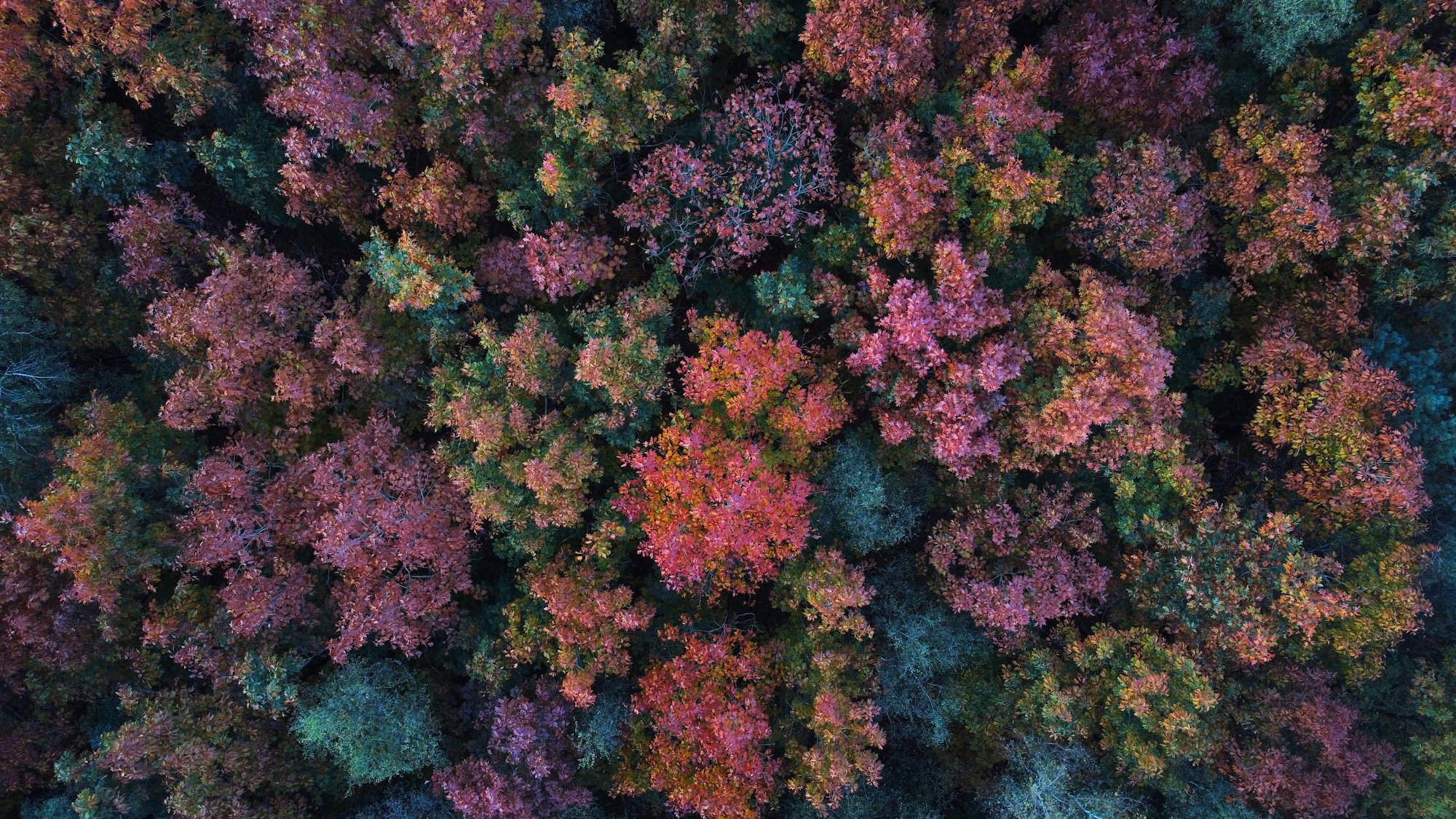 bos herfstkleuren bomen