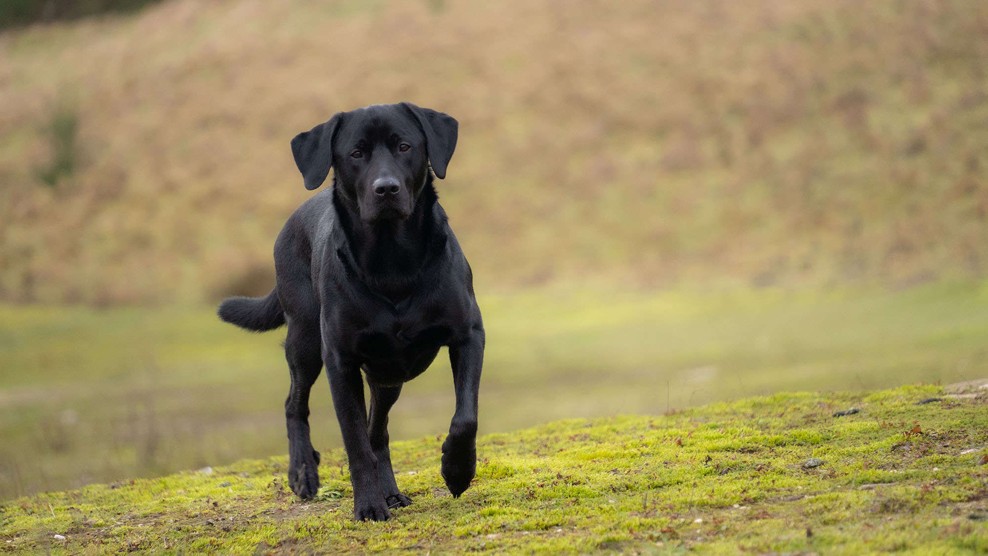 Zwarte labrador hond portret